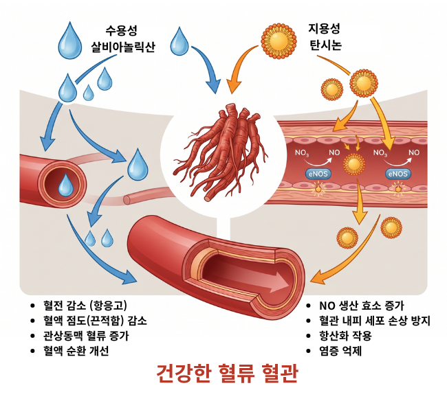 단삼 뿌리